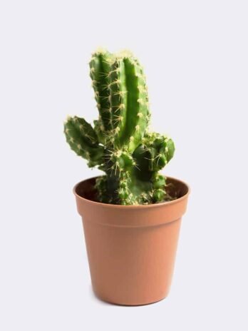 Mini San Pedro Cactus